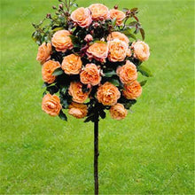 100pcs/bag rose tree,rose seeds,bonsai tree flower seeds,rose tree plant Balcony & Yard potted for home garden