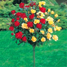 100pcs/bag rose tree,rose seeds,bonsai tree flower seeds,rose tree plant Balcony & Yard potted for home garden