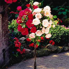 100pcs/bag rose tree,rose seeds,bonsai tree flower seeds,rose tree plant Balcony & Yard potted for home garden