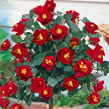 100pcs/bag rose tree,rose seeds,bonsai tree flower seeds,rose tree plant Balcony & Yard potted for home garden