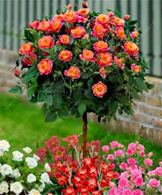 100pcs/bag rose tree,rose seeds,bonsai tree flower seeds,rose tree plant Balcony & Yard potted for home garden