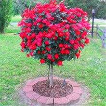 100pcs/bag rose tree,rose seeds,bonsai tree flower seeds,rose tree plant Balcony & Yard potted for home garden