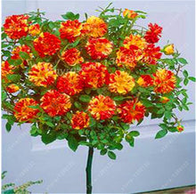 100pcs/bag rose tree,rose seeds,bonsai tree flower seeds,rose tree plant Balcony & Yard potted for home garden