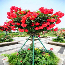 100pcs/bag rose tree,rose seeds,bonsai tree flower seeds,rose tree plant Balcony & Yard potted for home garden
