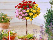 100pcs/bag rose tree,rose seeds,bonsai tree flower seeds,rose tree plant Balcony & Yard potted for home garden