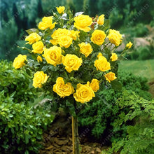 100pcs/bag rose tree,rose seeds,bonsai tree flower seeds,rose tree plant Balcony & Yard potted for home garden