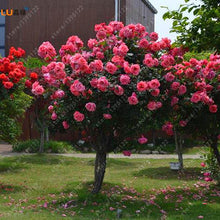 100pcs/bag rose tree,rose seeds,bonsai tree flower seeds,rose tree plant Balcony & Yard potted for home garden