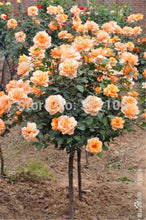 100pcs/bag rose tree,rose seeds,bonsai tree flower seeds,rose tree plant Balcony & Yard potted for home garden
