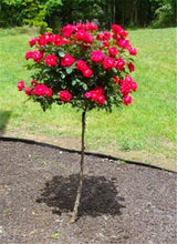 100pcs/bag rose tree,rose seeds,bonsai tree flower seeds,rose tree plant Balcony & Yard potted for home garden