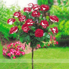 100pcs/bag rose tree,rose seeds,bonsai tree flower seeds,rose tree plant Balcony & Yard potted for home garden