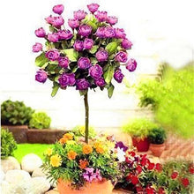 100pcs/bag rose tree,rose seeds,bonsai tree flower seeds,rose tree plant Balcony & Yard potted for home garden