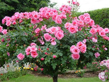 100pcs/bag rose tree,rose seeds,bonsai tree flower seeds,rose tree plant Balcony & Yard potted for home garden