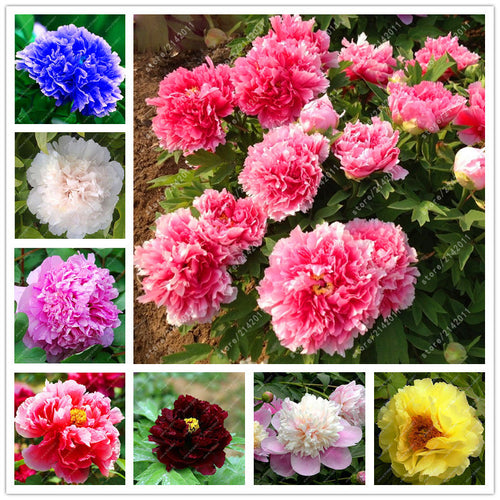 10pcs/bag peony seeds,peony yellow,peony flower seeds Chinese rose beautiful bonsai seeds potted plant for home garden