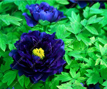 10pcs/bag peony seeds,peony yellow,peony flower seeds Chinese rose beautiful bonsai seeds potted plant for home garden