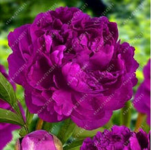 10pcs/bag peony seeds,peony yellow,peony flower seeds Chinese rose beautiful bonsai seeds potted plant for home garden