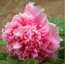 10pcs/bag peony seeds,peony yellow,peony flower seeds Chinese rose beautiful bonsai seeds potted plant for home garden