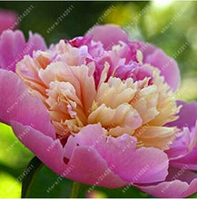 10pcs/bag peony seeds,peony yellow,peony flower seeds Chinese rose beautiful bonsai seeds potted plant for home garden