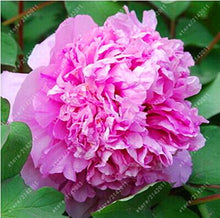 10pcs/bag peony seeds,peony yellow,peony flower seeds Chinese rose beautiful bonsai seeds potted plant for home garden