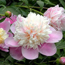 10pcs/bag peony seeds,peony yellow,peony flower seeds Chinese rose beautiful bonsai seeds potted plant for home garden