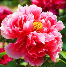 10pcs/bag peony seeds,peony yellow,peony flower seeds Chinese rose beautiful bonsai seeds potted plant for home garden