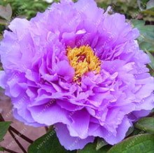 10pcs/bag peony seeds,peony yellow,peony flower seeds Chinese rose beautiful bonsai seeds potted plant for home garden