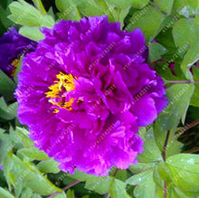 10pcs/bag peony seeds,peony yellow,peony flower seeds Chinese rose beautiful bonsai seeds potted plant for home garden