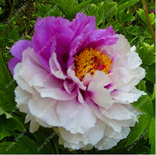 10pcs/bag peony seeds,peony yellow,peony flower seeds Chinese rose beautiful bonsai seeds potted plant for home garden