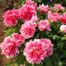 10pcs/bag peony seeds,peony yellow,peony flower seeds Chinese rose beautiful bonsai seeds potted plant for home garden
