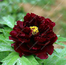 10pcs/bag peony seeds,peony yellow,peony flower seeds Chinese rose beautiful bonsai seeds potted plant for home garden