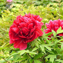 10pcs/bag peony seeds,peony yellow,peony flower seeds Chinese rose beautiful bonsai seeds potted plant for home garden