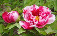 10pcs/bag peony seeds,peony yellow,peony flower seeds Chinese rose beautiful bonsai seeds potted plant for home garden