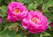 10pcs/bag peony seeds,peony yellow,peony flower seeds Chinese rose beautiful bonsai seeds potted plant for home garden