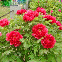 10pcs/bag peony seeds,peony yellow,peony flower seeds Chinese rose beautiful bonsai seeds potted plant for home garden