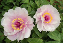 10pcs/bag peony seeds,peony yellow,peony flower seeds Chinese rose beautiful bonsai seeds potted plant for home garden