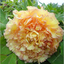 10pcs/bag peony seeds,peony yellow,peony flower seeds Chinese rose beautiful bonsai seeds potted plant for home garden