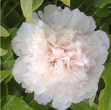 10pcs/bag peony seeds,peony yellow,peony flower seeds Chinese rose beautiful bonsai seeds potted plant for home garden