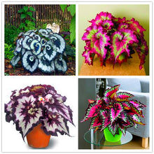 100pcs/bag begonia seeds bonsai flower seeds courtyard balcony Coleus seeds begonia plants potted for home garden