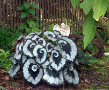 100pcs/bag begonia seeds bonsai flower seeds courtyard balcony Coleus seeds begonia plants potted for home garden