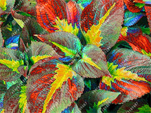 100pcs/bag begonia seeds bonsai flower seeds courtyard balcony Coleus seeds begonia plants potted for home garden