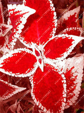 100pcs/bag begonia seeds bonsai flower seeds courtyard balcony Coleus seeds begonia plants potted for home garden