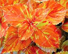 100pcs/bag begonia seeds bonsai flower seeds courtyard balcony Coleus seeds begonia plants potted for home garden