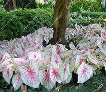 100pcs/bag begonia seeds bonsai flower seeds courtyard balcony Coleus seeds begonia plants potted for home garden