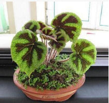 100pcs/bag begonia seeds bonsai flower seeds courtyard balcony Coleus seeds begonia plants potted for home garden