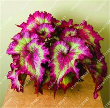 100pcs/bag begonia seeds bonsai flower seeds courtyard balcony Coleus seeds begonia plants potted for home garden