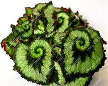 100pcs/bag begonia seeds bonsai flower seeds courtyard balcony Coleus seeds begonia plants potted for home garden