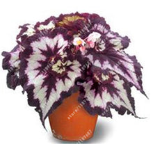 100pcs/bag begonia seeds bonsai flower seeds courtyard balcony Coleus seeds begonia plants potted for home garden