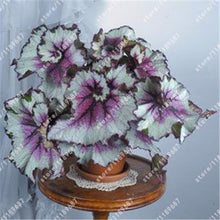 100pcs/bag begonia seeds bonsai flower seeds courtyard balcony Coleus seeds begonia plants potted for home garden