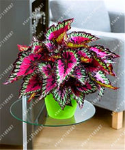 100pcs/bag begonia seeds bonsai flower seeds courtyard balcony Coleus seeds begonia plants potted for home garden