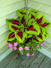 100pcs/bag begonia seeds bonsai flower seeds courtyard balcony Coleus seeds begonia plants potted for home garden