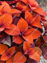 100pcs/bag begonia seeds bonsai flower seeds courtyard balcony Coleus seeds begonia plants potted for home garden